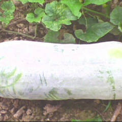 山阳新鲜本地白皮地冬瓜，品相好