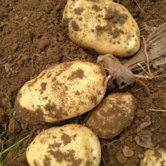 现在我地区的冀張薯开始上市了