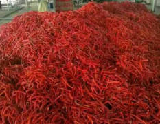 忻州市辣椒基地今年种植面积20――30多万亩