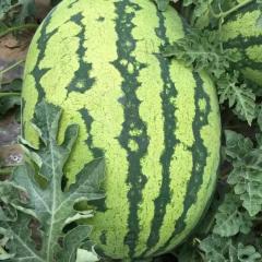 代办代购陕西定边和内蒙鄂托克前旗西瓜