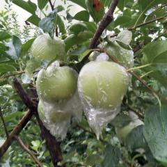 蒙阴苹果 金帅苹果大量上市！美八，旮旯
