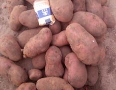 河北围场土豆已经上市了，菏兰十五二两通