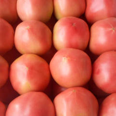 河北唐山市乐亭县西红柿上市