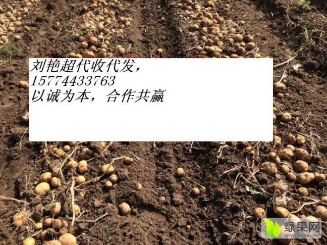 2017年吉林公主岭延薯四号价格