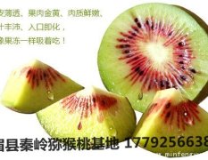陕西眉县红阳猕猴桃果园批发价格