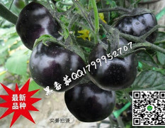 莱阳黑西红柿种子，果实扁圆球形，果实黑又亮