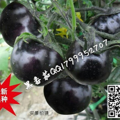 莱阳黑西红柿种子，果实扁圆球形，果实黑又亮