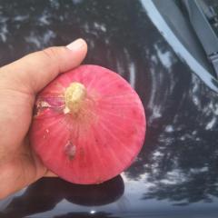 单县冷库库存洋葱有2400吨黄皮洋葱