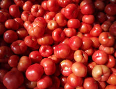 北票西红柿现已大量上市