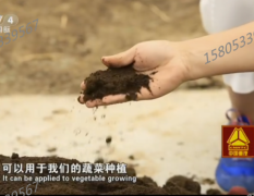 瓦力蚯蚓粪治理土壤板结黄龙病