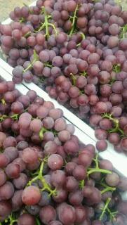 河北省邢台市万亩巨峰葡萄已经成熟