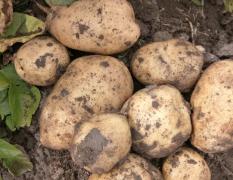 吉林省扶余市有大量土豆上市