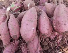 大量供应：安徽省亳州商薯19红薯