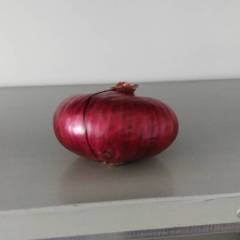 惠民元葱大量上市中，二红品种红皮洋葱