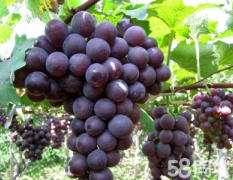 邢台市万亩巨峰葡萄已经成熟
