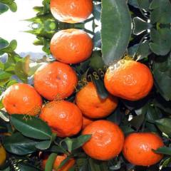 广西果农专业为全国各地客商代办永福沙糖桔