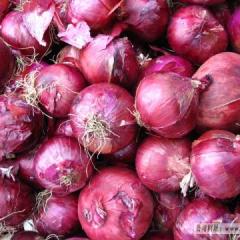 张家口万全区现货大量供应洋葱个头大形状好
