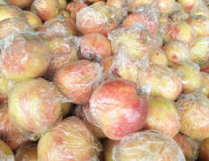 临猗蜜桃 超越桃作为山西毛桃的最后一个品种