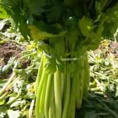 尚义芹菜已经大量上市。欢迎来基地采购