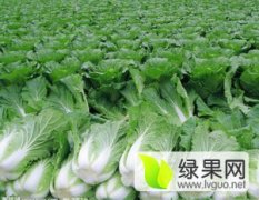 2017蔚县白菜 本人代收蔬菜多年