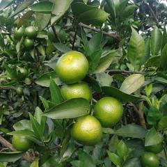 八步柑橘 特早蜜大量上市欢迎大家前来采购