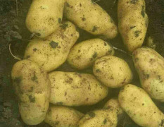 讷河土豆欢迎合作 土豆出售，品质齐全