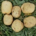 2017公主岭土豆 长期为客商提供优质的土豆货源