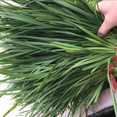 2017藁城韭菜价格实惠,当天割当天上车