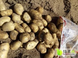 本人代购土豆：下坡地、荷兰、尤金、806