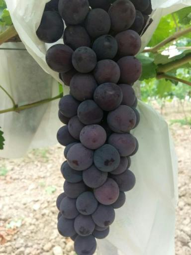 2017年陕西澄城户太八号价格