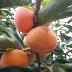 陕西七月黄柿子，大量供应