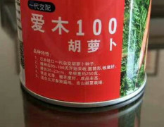 日本胡萝卜种子爱木100进口品种