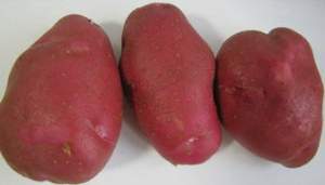 2017万柏林土豆 青薯9号椭圆形皮红色