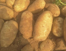 陕蒙界沙地土豆今年种植面积非常大