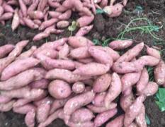 2017宜城红薯价格 种植面积达到3000多亩