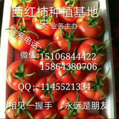 山东莘县西红柿种植基地