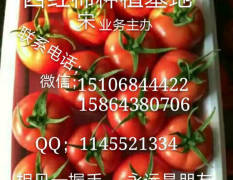 山东莘县西红柿种植基地