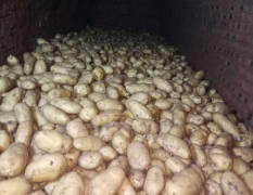 昌邑地窖土豆已有多年历史