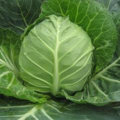 黑龙江甘蓝，大头菜，东北甘蓝