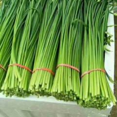 韭菜种植面积很大，现在正是抽苔的时候