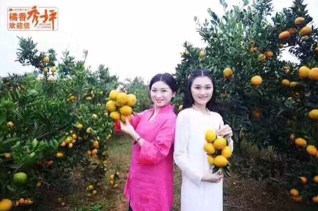 2017年湖南石门柑橘价格