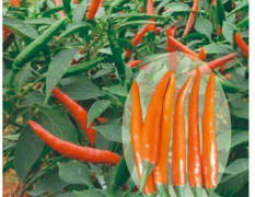 靓艳： 国外引进的高辣艳红朝天椒品种