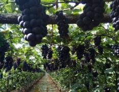 辽宁盖州市的葡萄成熟了