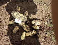 2017围场土豆产品种类全，质量优，价格合理