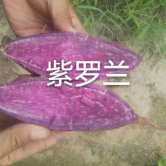 紫薯，紫罗兰颜色好条形棒价格低 0.8/斤欢迎致电咨询