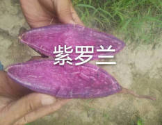 紫薯，紫罗兰颜色好条形棒价格低 0.8/斤欢迎致电咨询