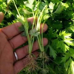 安徽砀山蔬菜基地芹菜苗