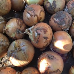 2017梅里斯洋葱 今年气候原因洋葱质量好