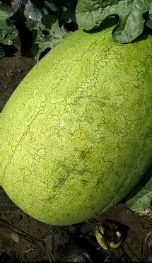 双城西瓜2017年新红宝上市了