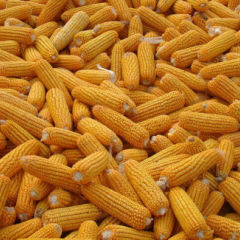 神池玉米 本人多年来一直致力于粮食经销